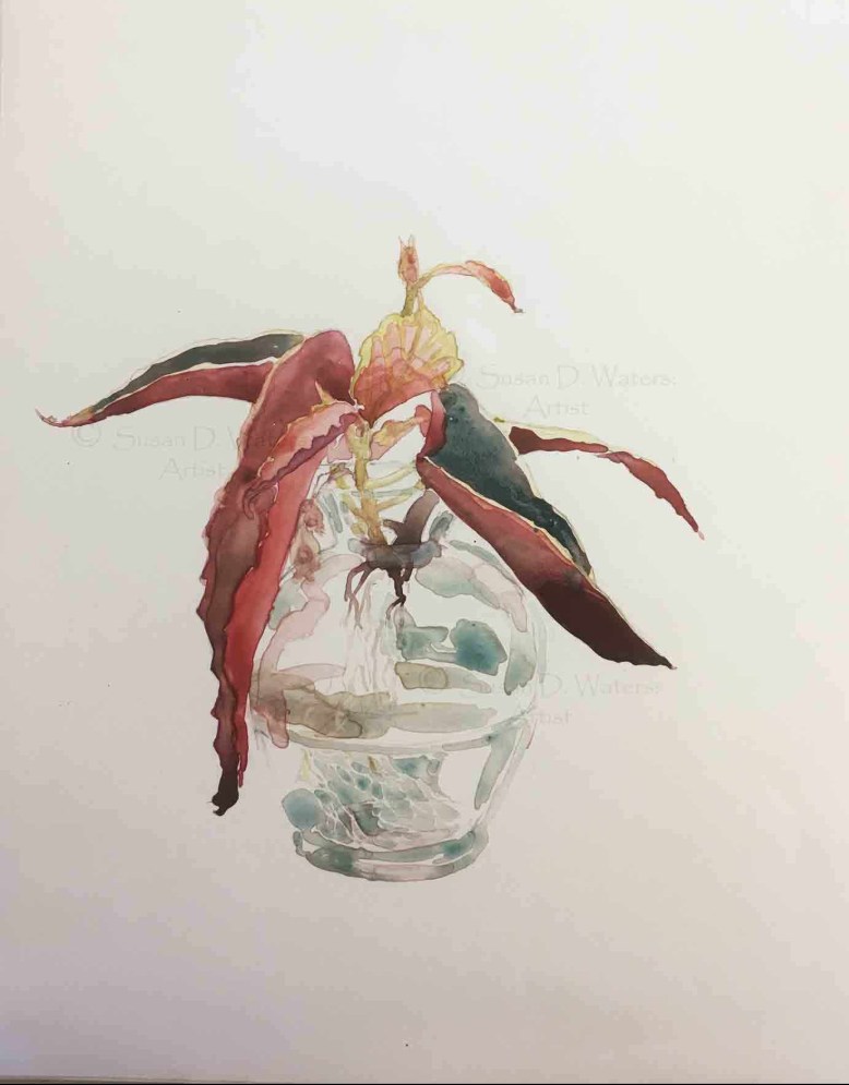 Angel-Wing-Begonia,-Susan-Duke-Waters