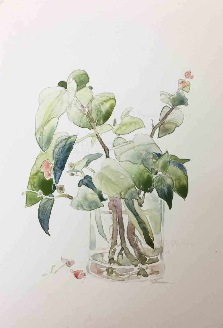 Begonia-Cutting-II,-Susan-Duke-Waters