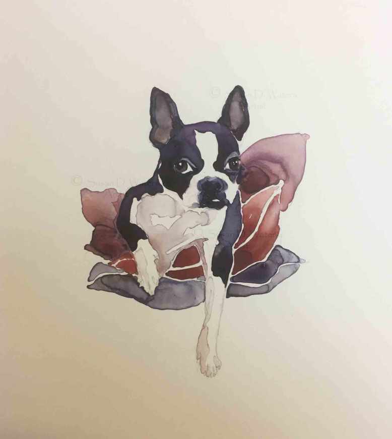 Boston-Terrier,-Susan-Duke-Waters