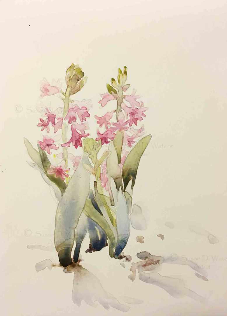 Hyacinths-in-Snow,-Susan-Duke-Waters
