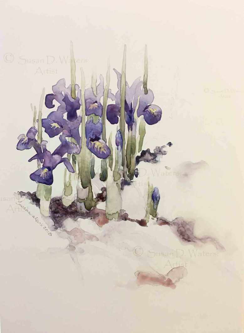 Irises-in-Snow,-Susan-Duke-Waters