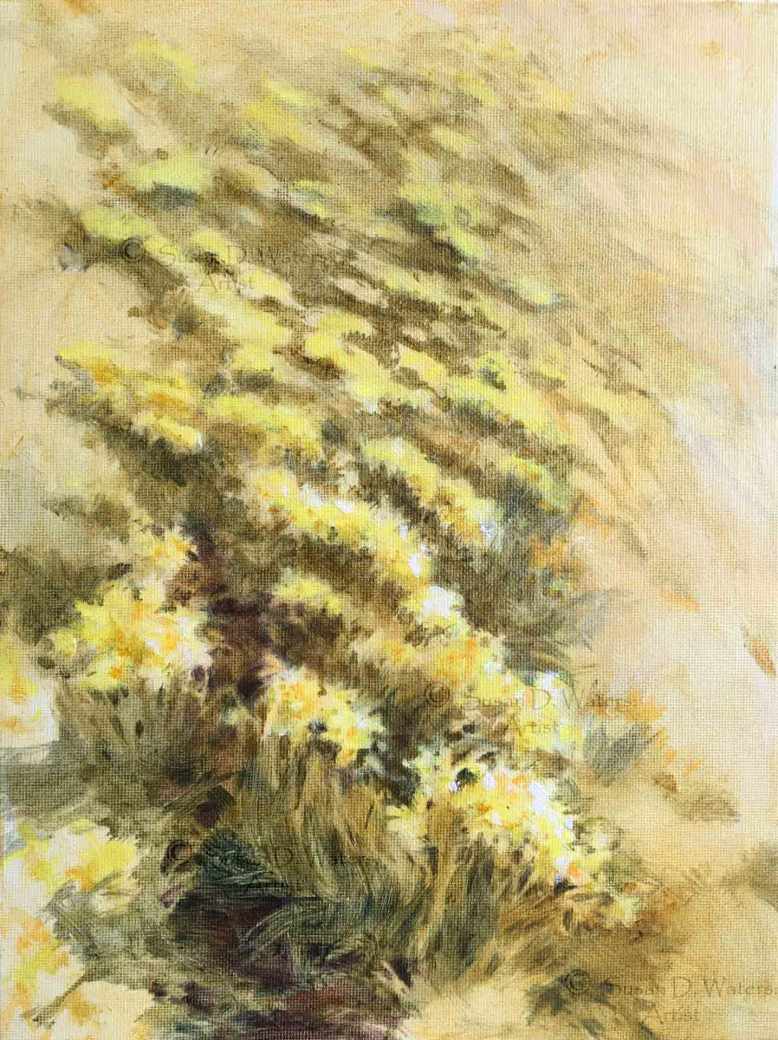 Daffodil-Field-III,-Susan-Duke-Waters