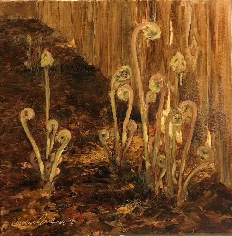 Spring-Fiddleheads,-Susan-Duke-Waters