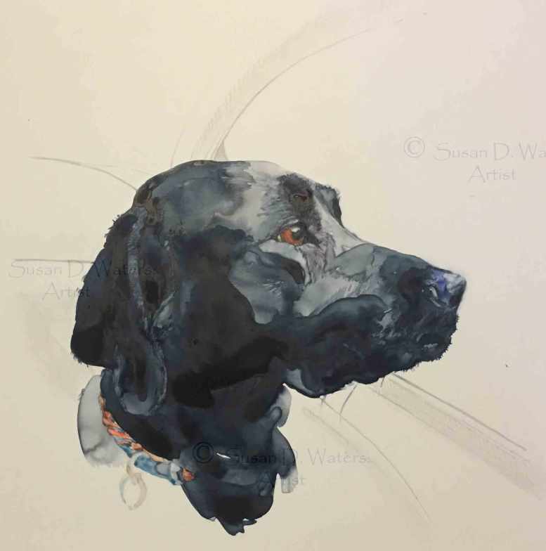 Labrador-in-Car,-Susan-Duke-Waters