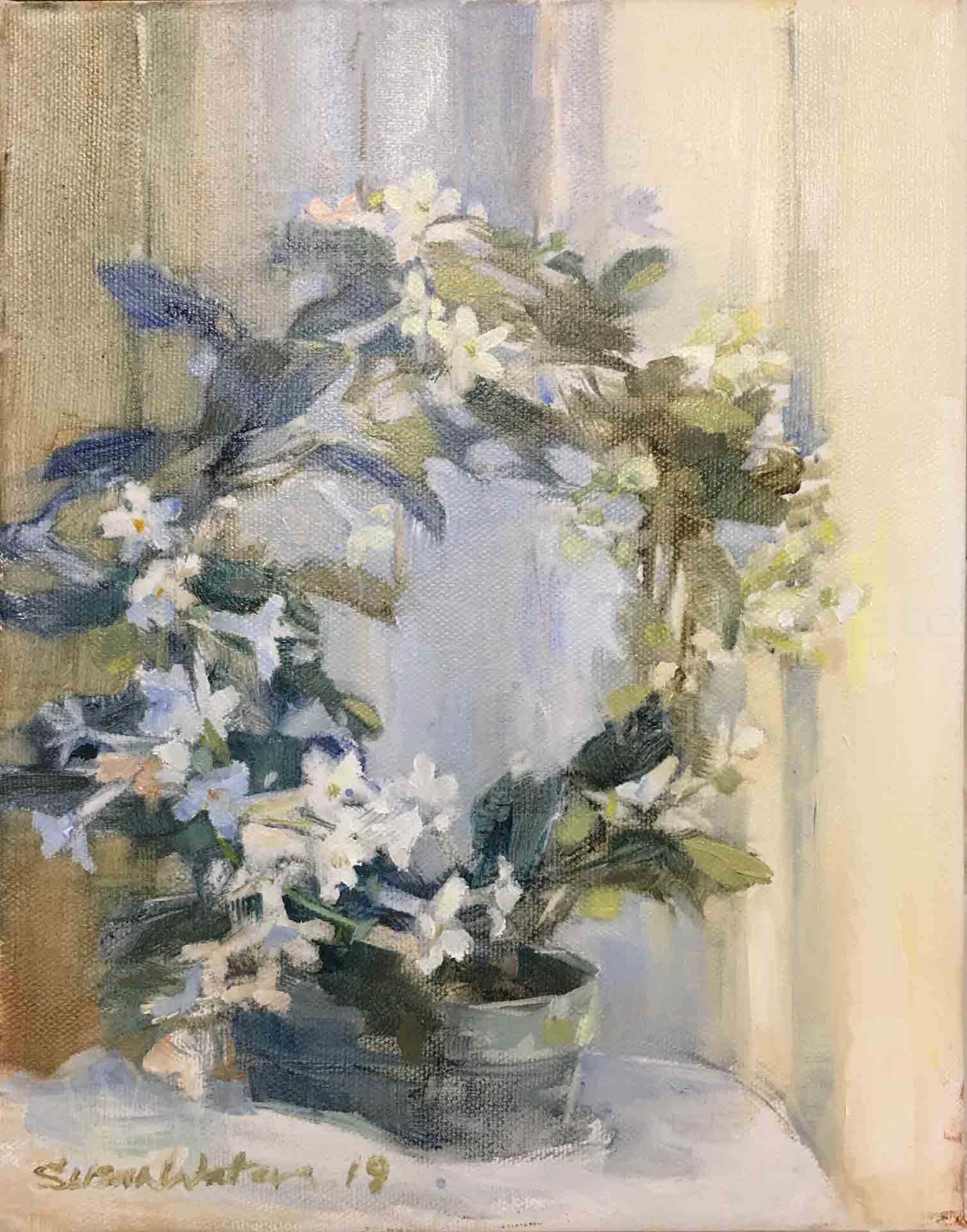 Stephanotis-Floribunda,-Susan-Duke-Waters