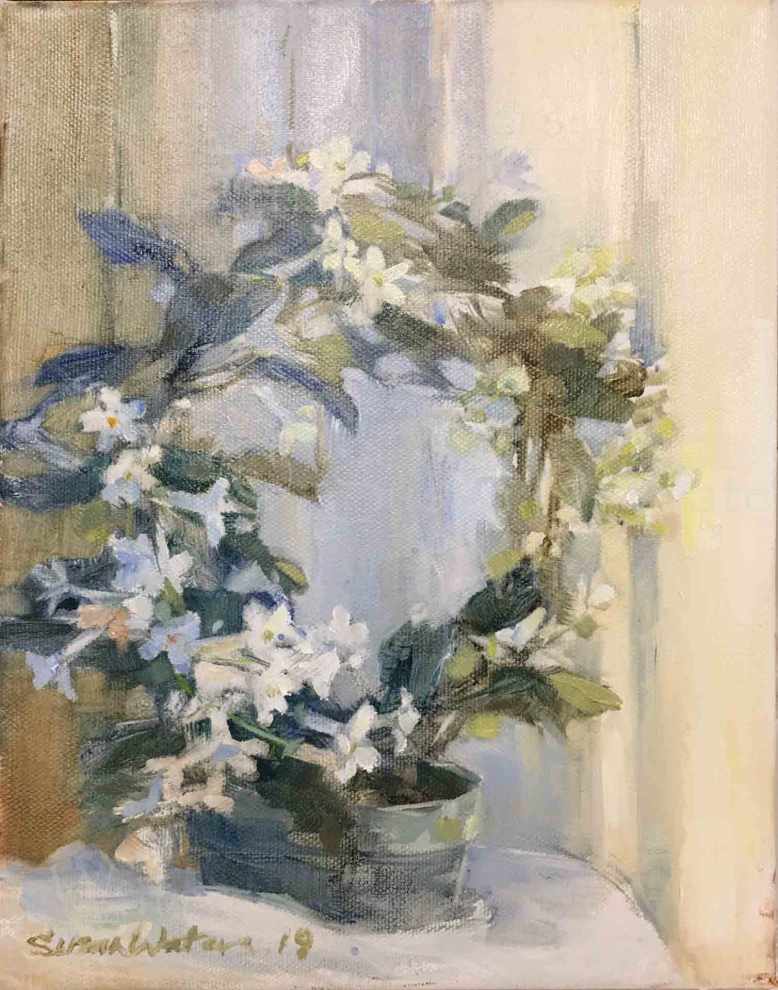 Stephanotis-Floribunda,-Susan-Duke-Waters