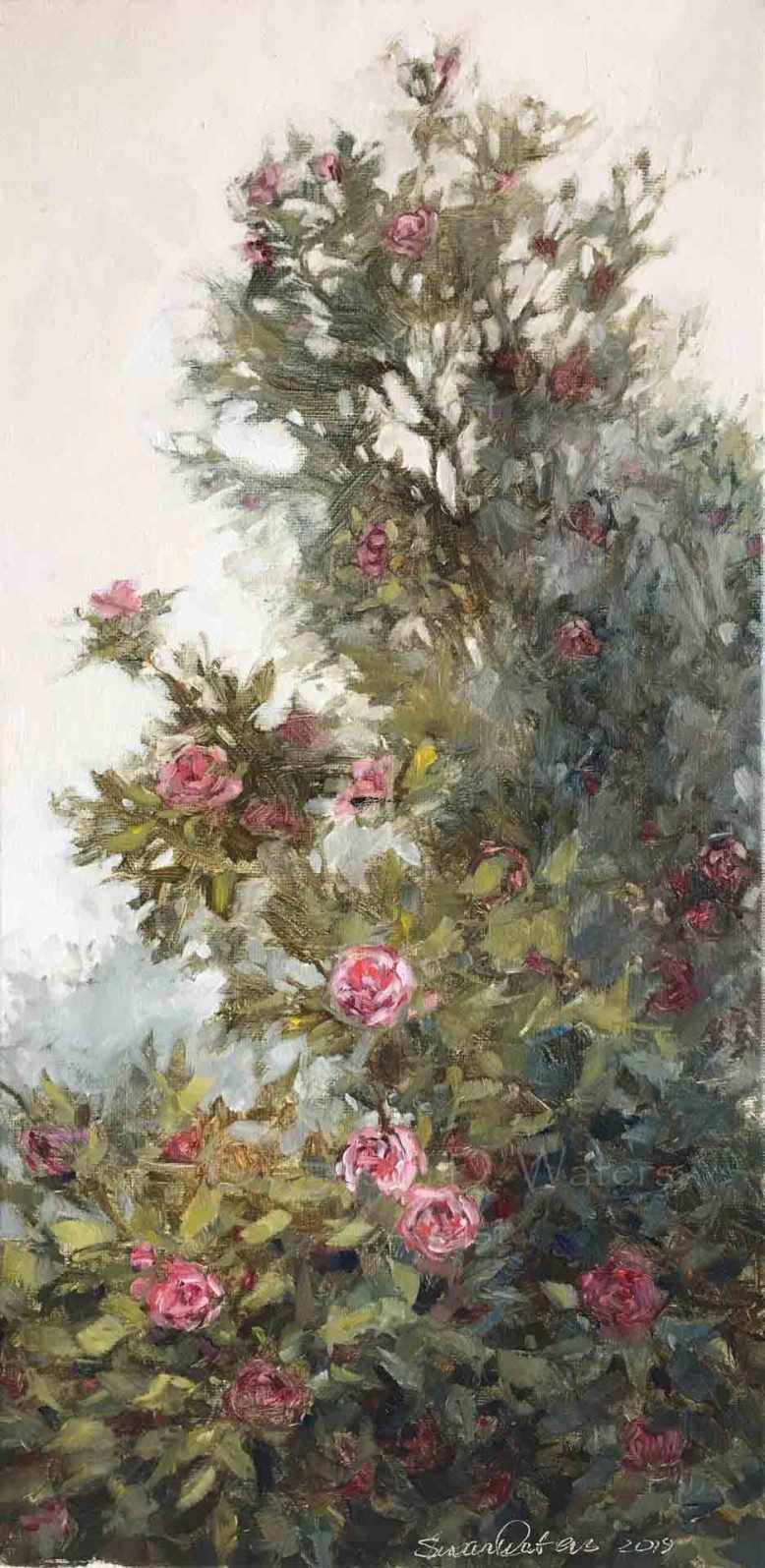 Camelia-japonica,-Susan-Duke-Waters