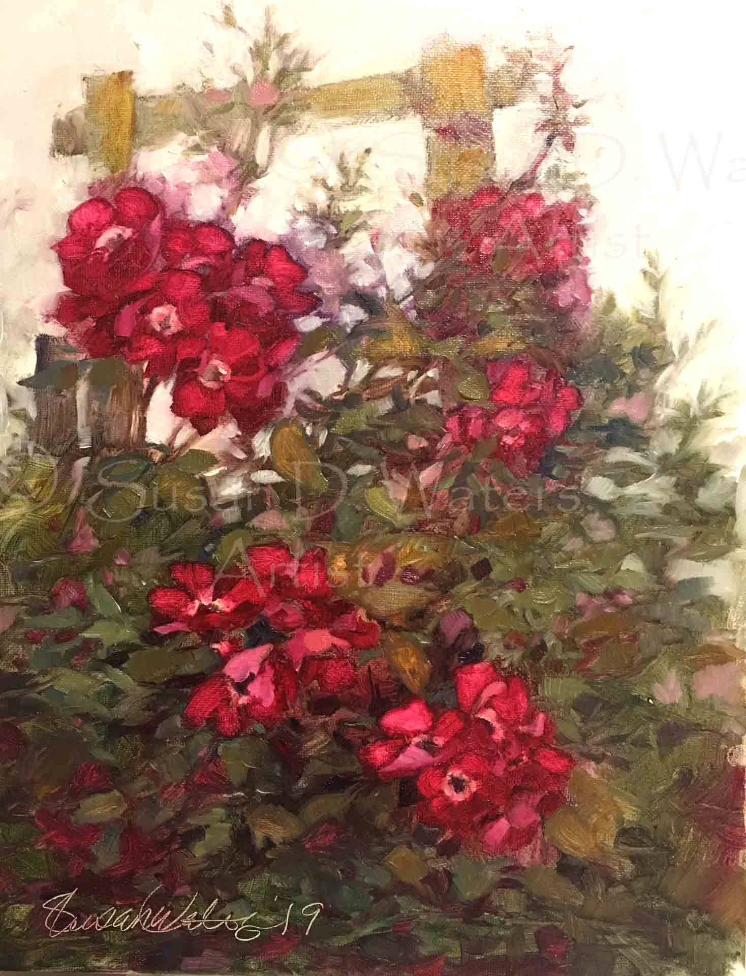 Single-Climbing-Rose,-Susan-Duke-Waters