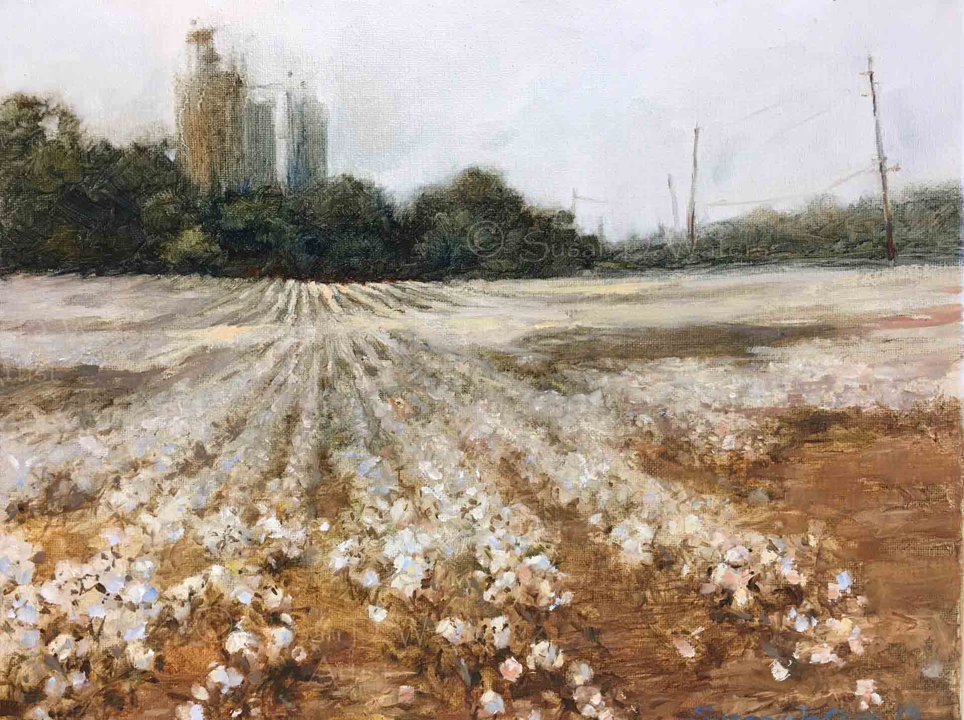 Cotton-Field-GA-Hwy-101,-Susan-Duke-Waters