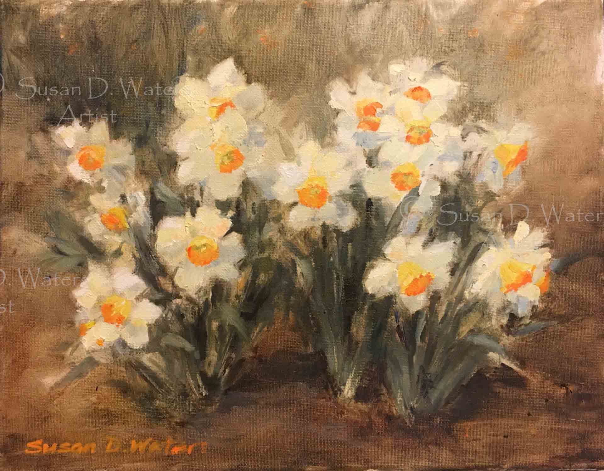 Daffodils-V-Susan-Duke-Waters