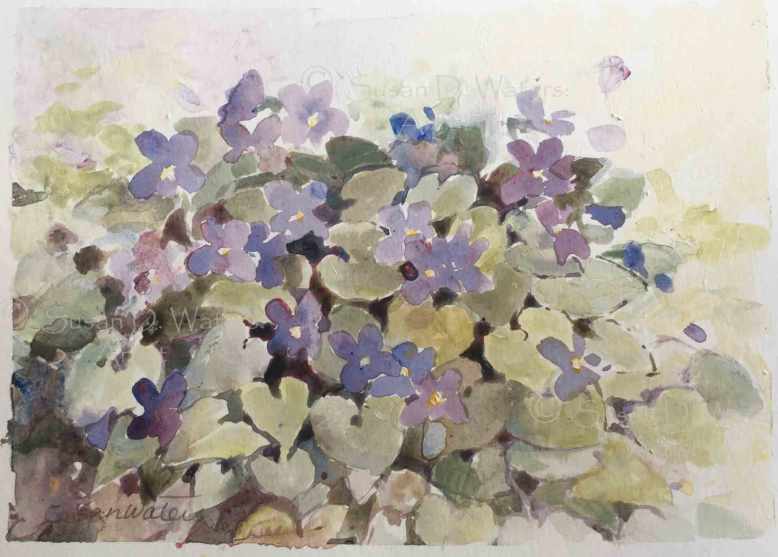 Violets-for-Mary,-Susan-Duke-Waters