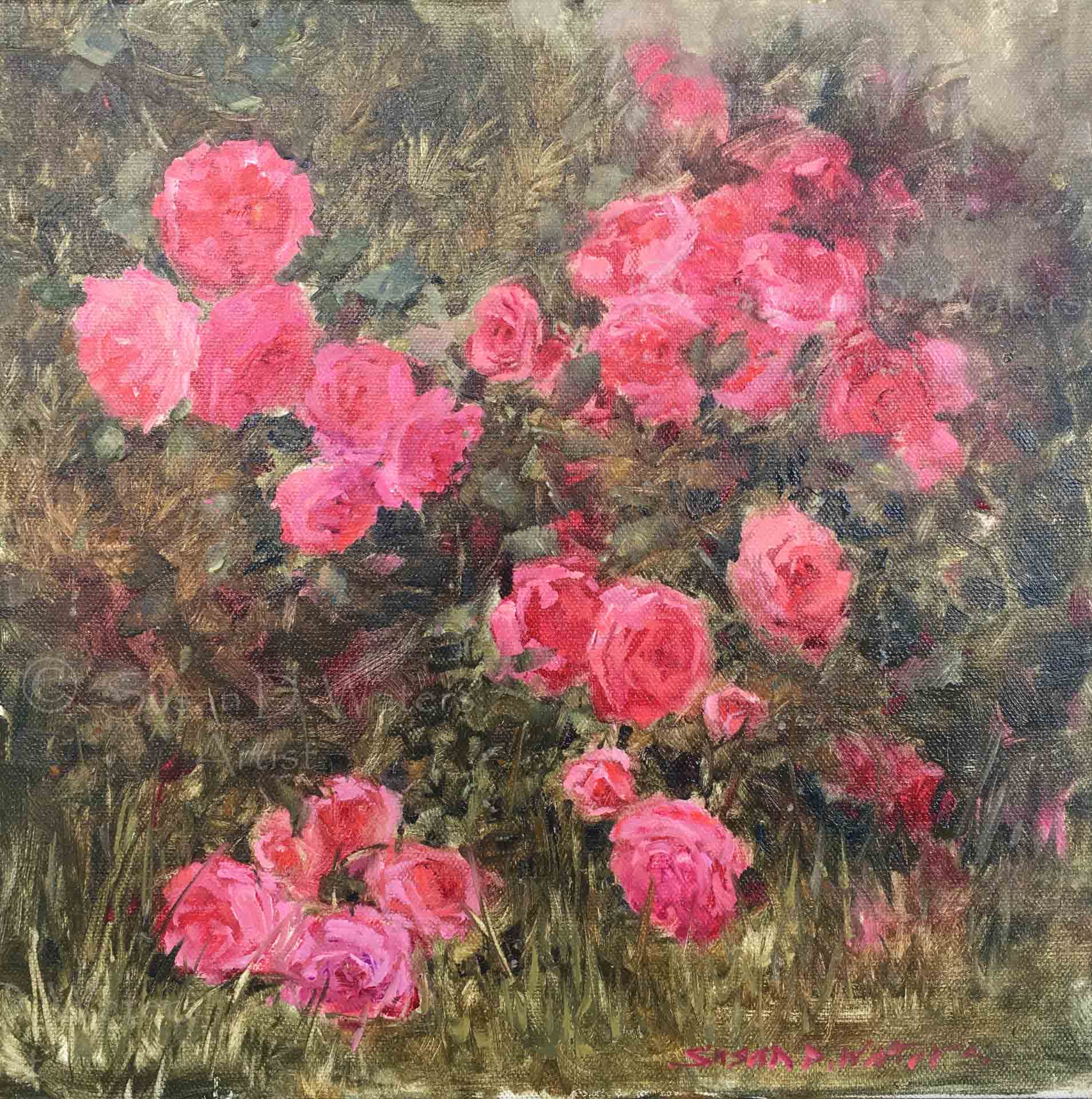 Carpet-Roses,-Susan-Duke-Waters