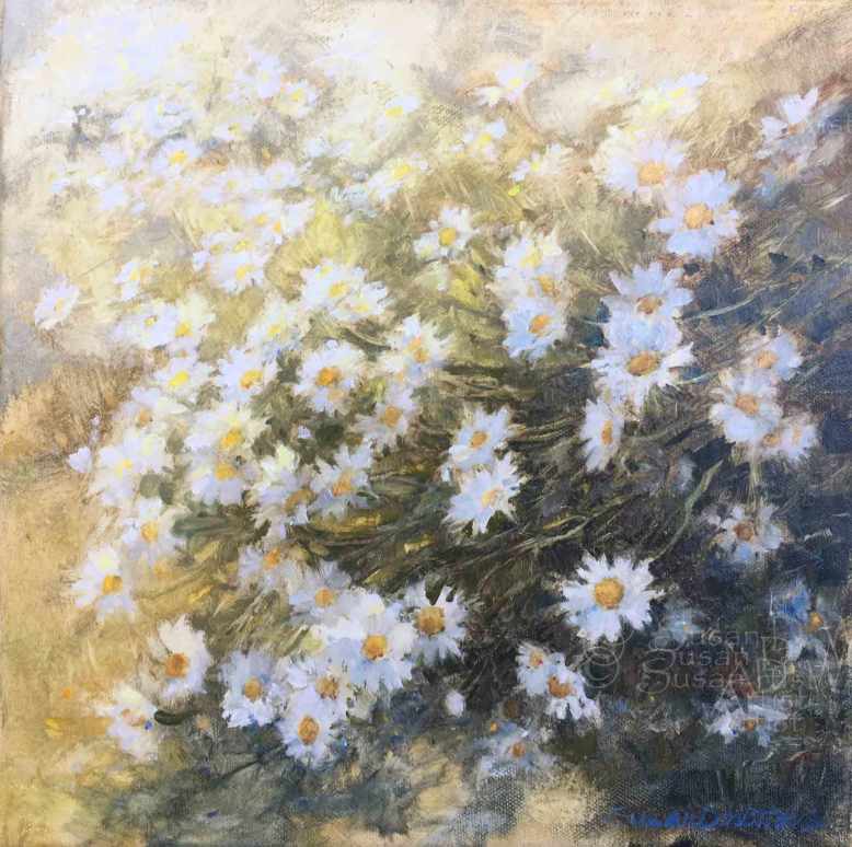 Ox-Eye-Daisy,-Susan-Duke-Waters
