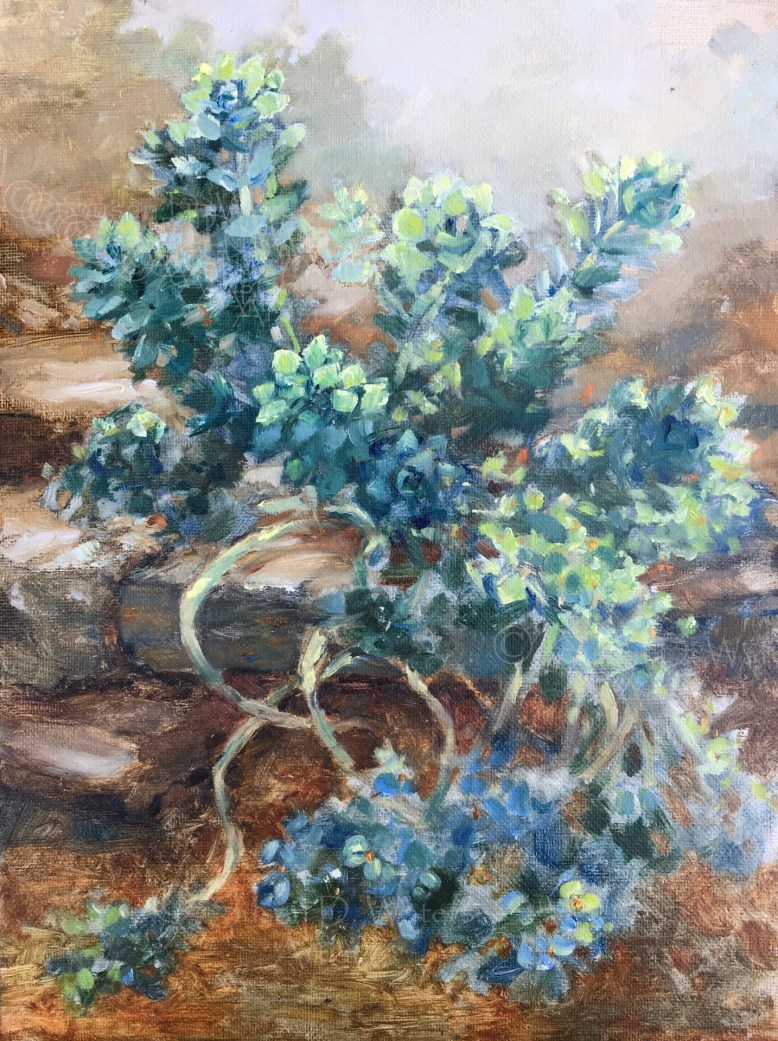 Spurge, Susan Duke Waters