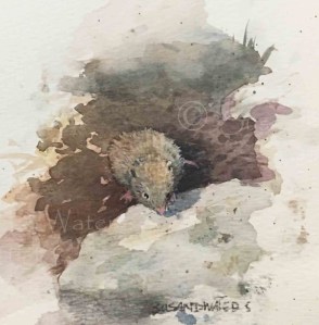 Rockery Shrew, Susan Duke Waters